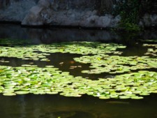 Florida rivers, lakes, streams, & coastal waters are a natural resource which we cherish and protect